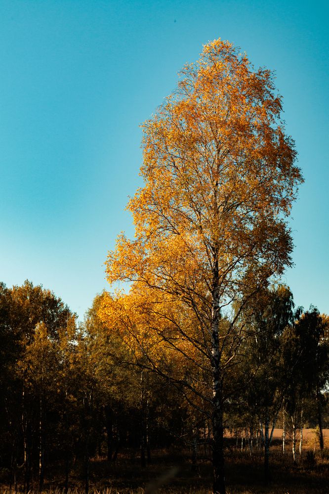 Фотография автора Aamoda Kitchen