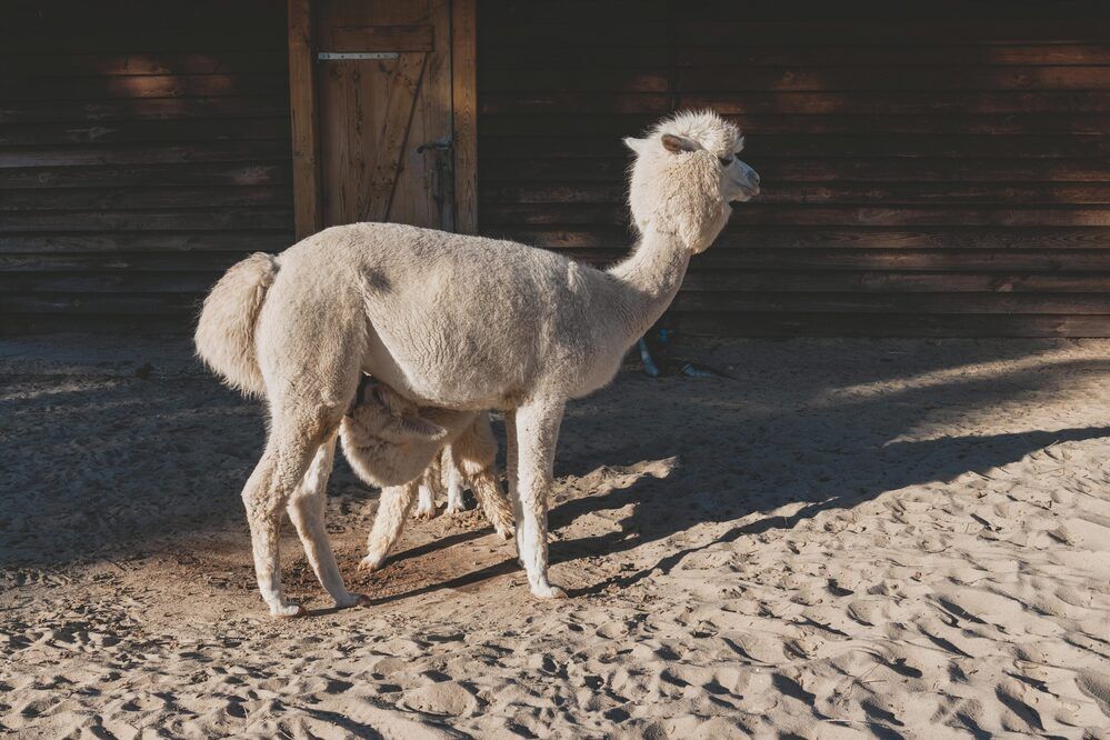 Photograph by Сергей Шпаков
