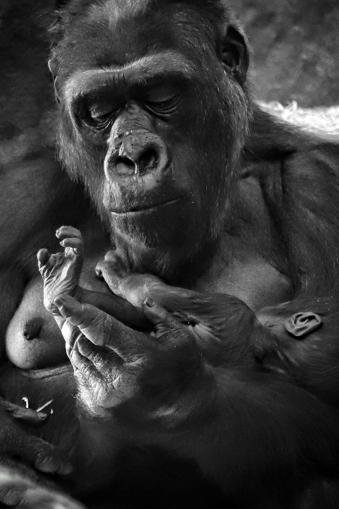 Фотография автора Елена Кириллова