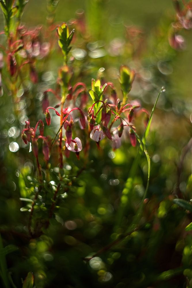 Photograph by Юрий Кашлевский