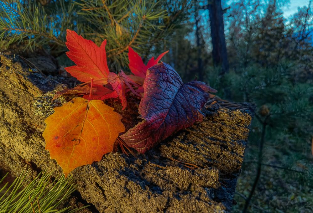 Photograph by Александр Разумов