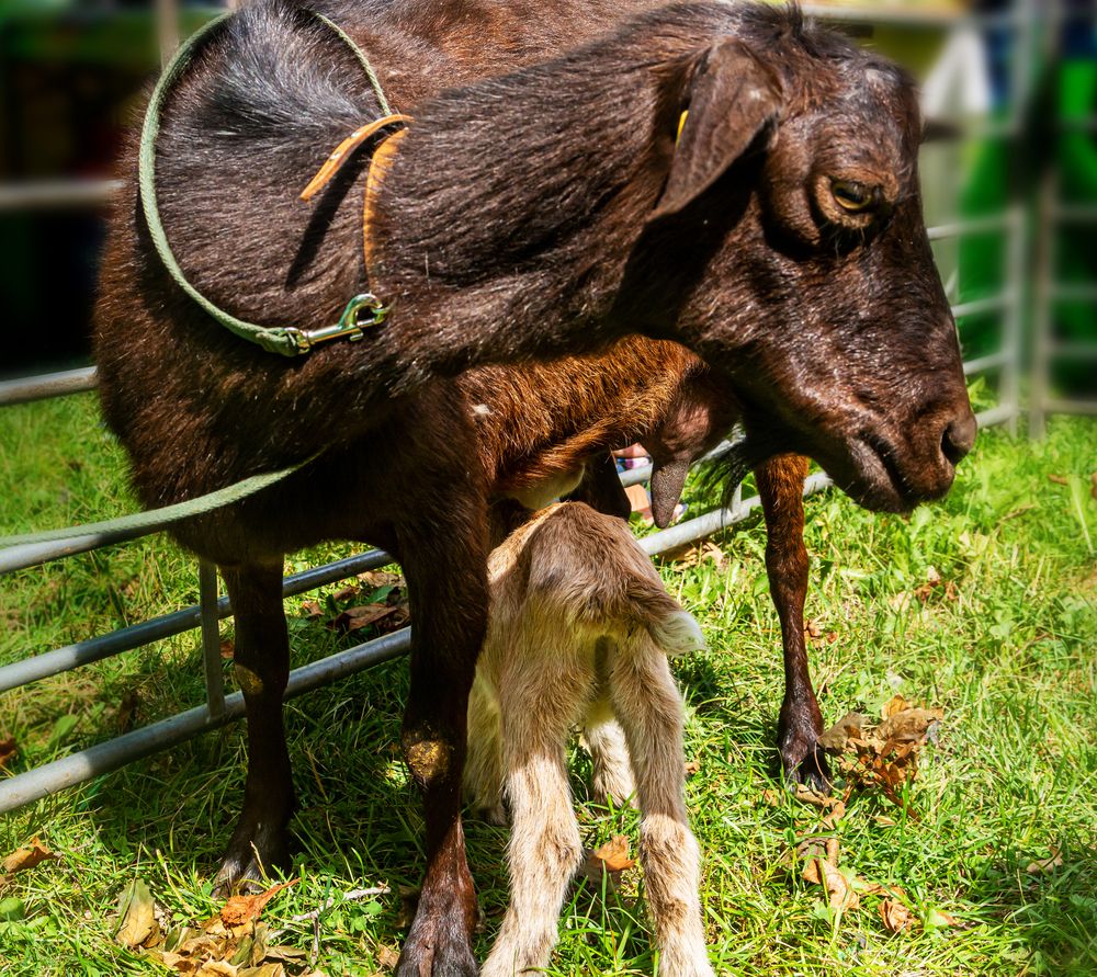 Photograph by Nikolai Barchan