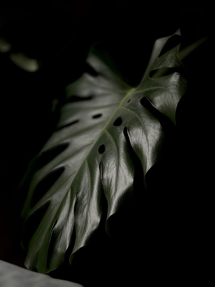 Photograph by Pavlova Maria