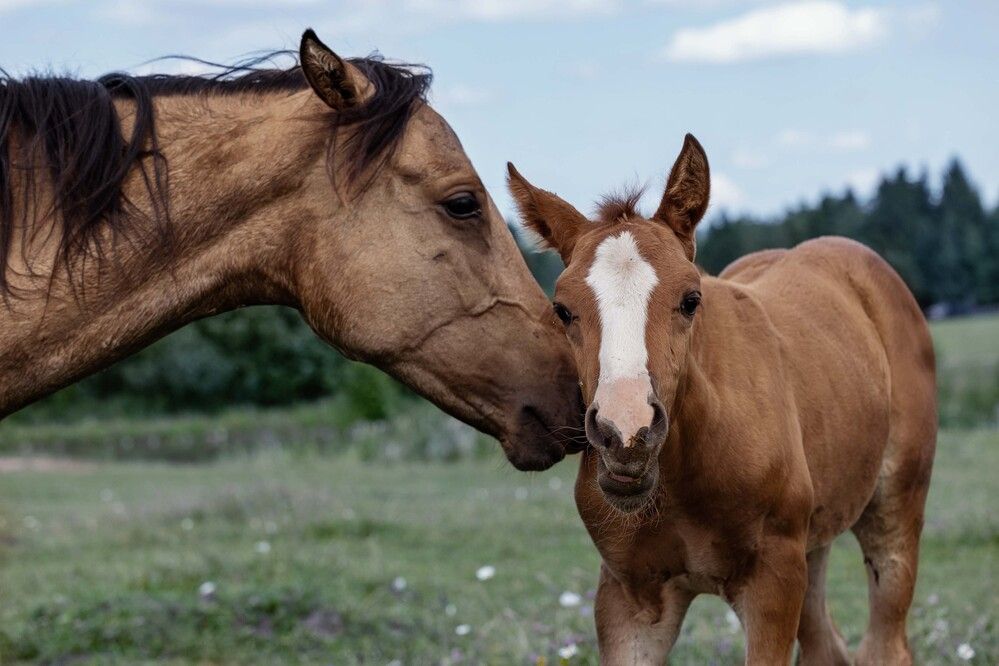Photograph by Алексей Широбоков