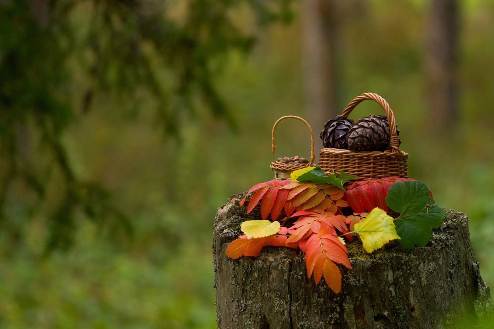 Фотография автора Viktoriya Kim