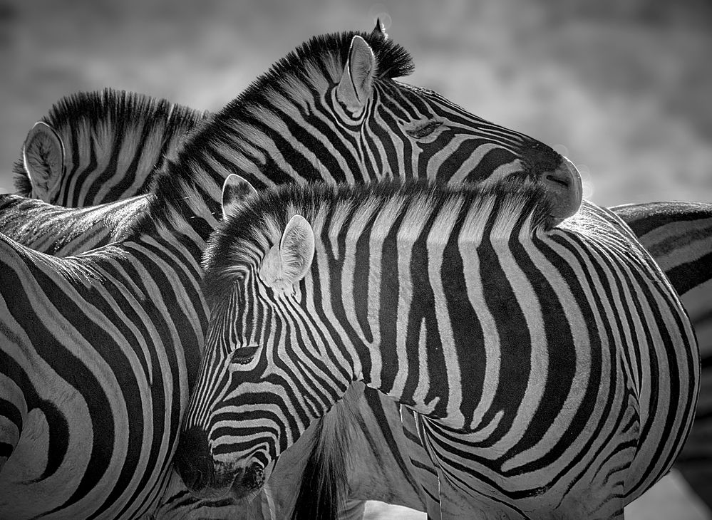 Photograph by Boris Bekelman