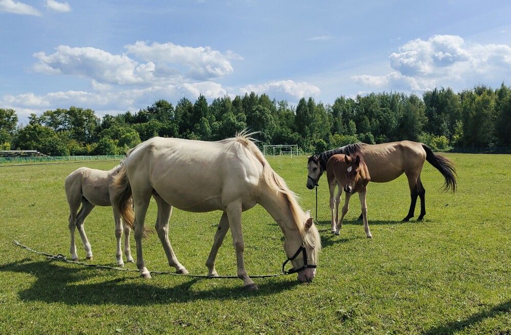 Photograph by Галина Бессуднова