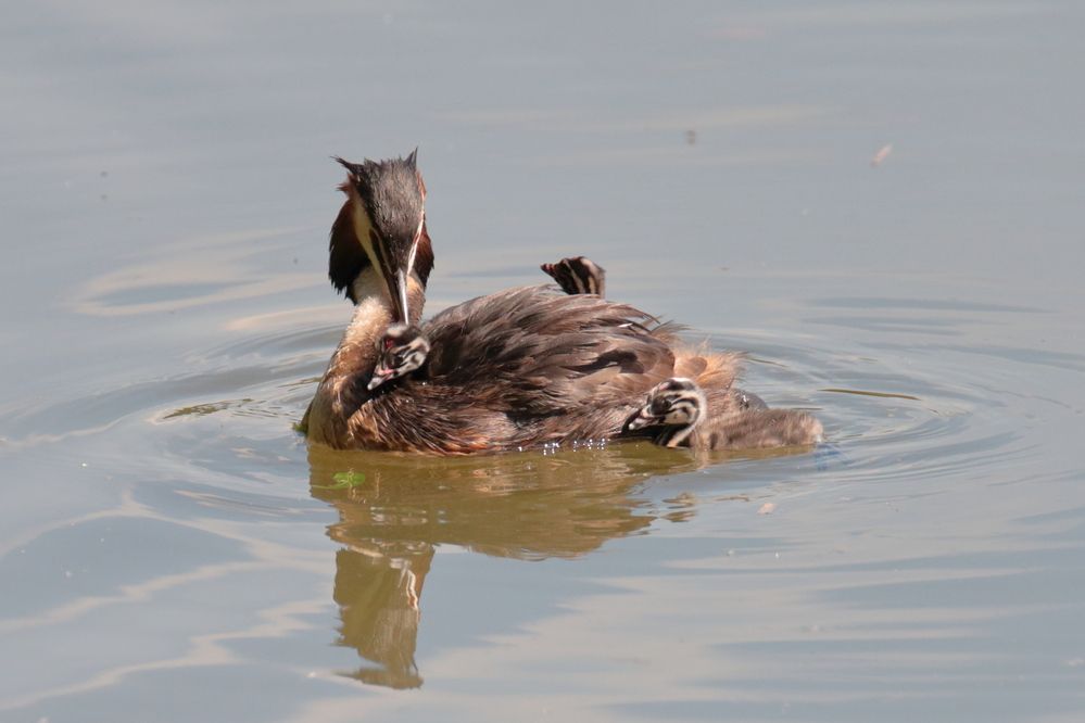 Чомга со своими малышами