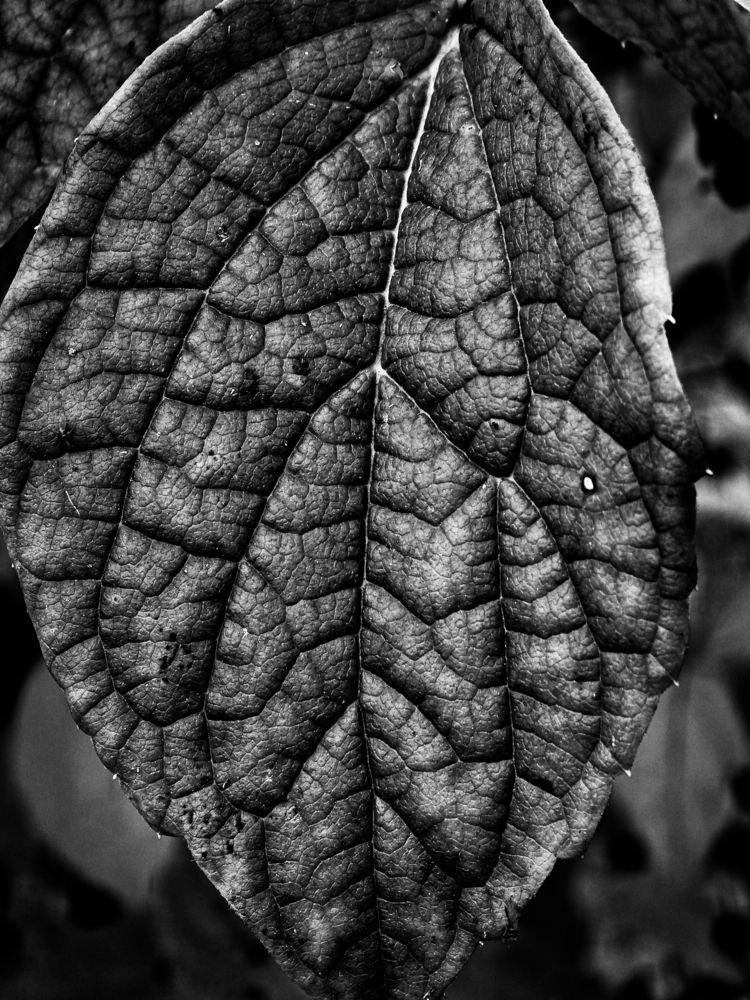 Photograph by Андрей Безгин