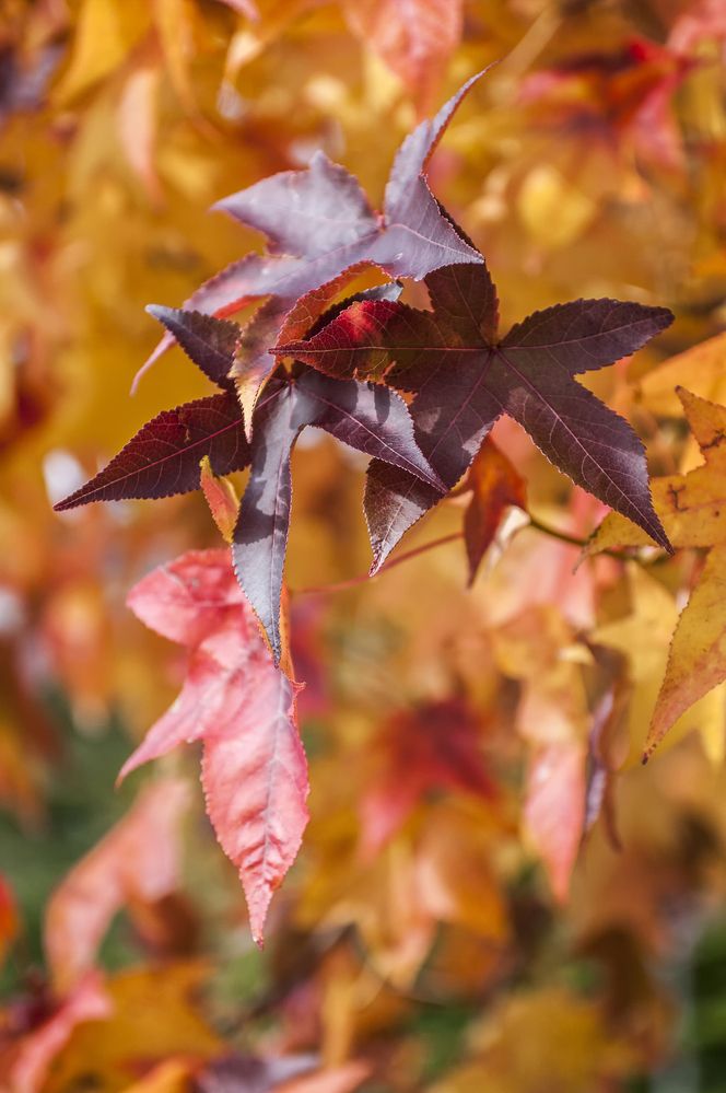 Photograph by Роман Приходько