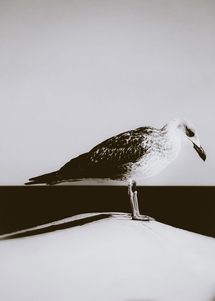 Photograph by Ирина Кожухова