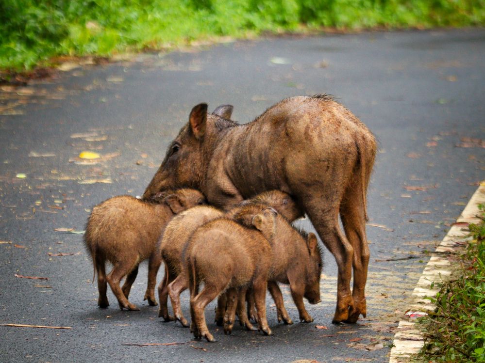 Photograph by SARAVANA MANICKAM