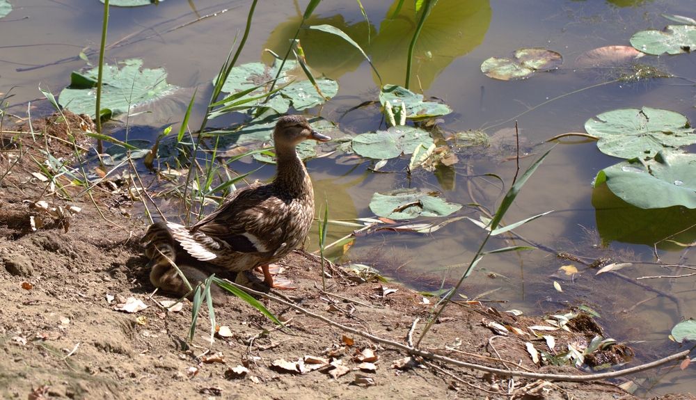 Photograph by Владимир Кулешов