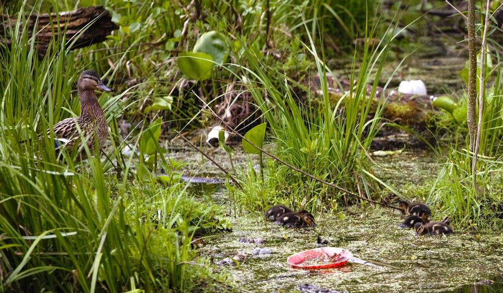 Photograph by Владимир Кулешов