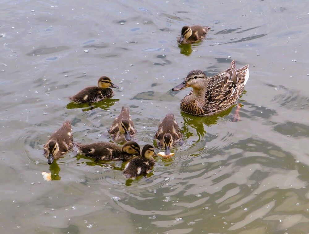 Утиное семейство