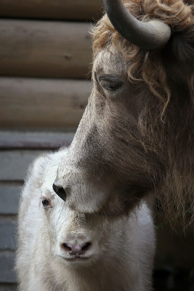 Photograph by Елена Кириллова