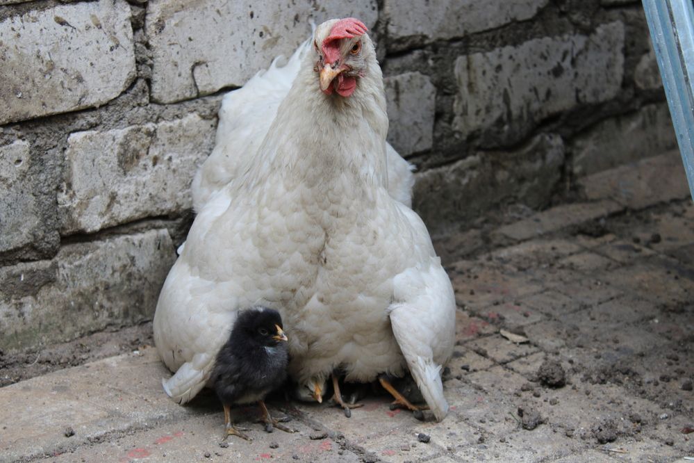 Photograph by Елена Коробченко