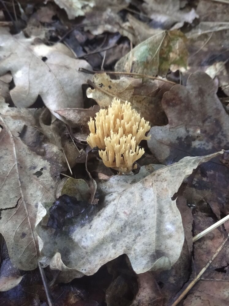 Photograph by Елена Коробченко