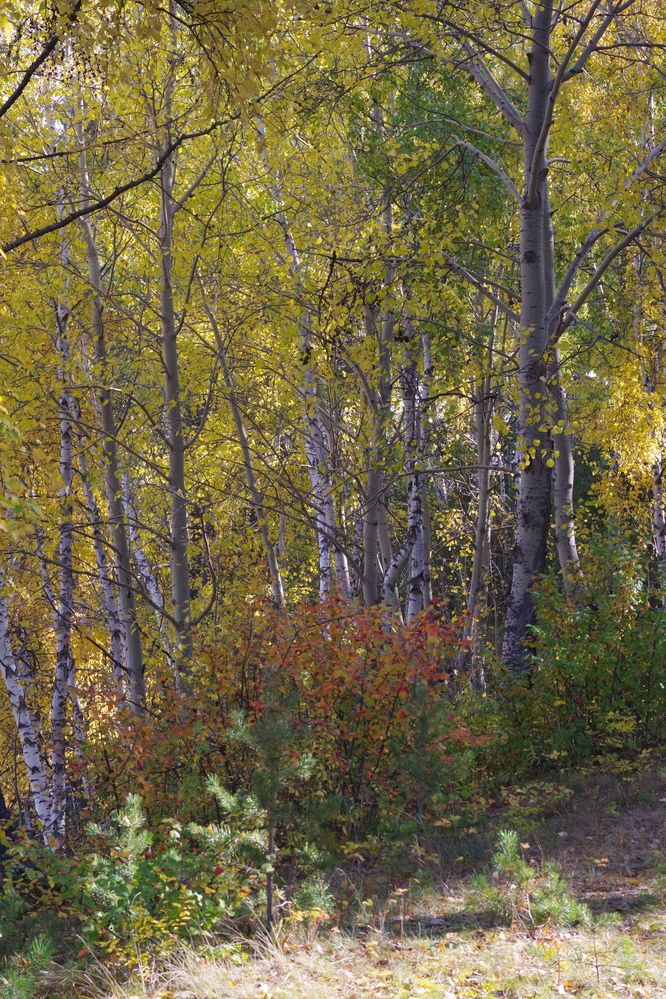 Photograph by Андрей Корытов