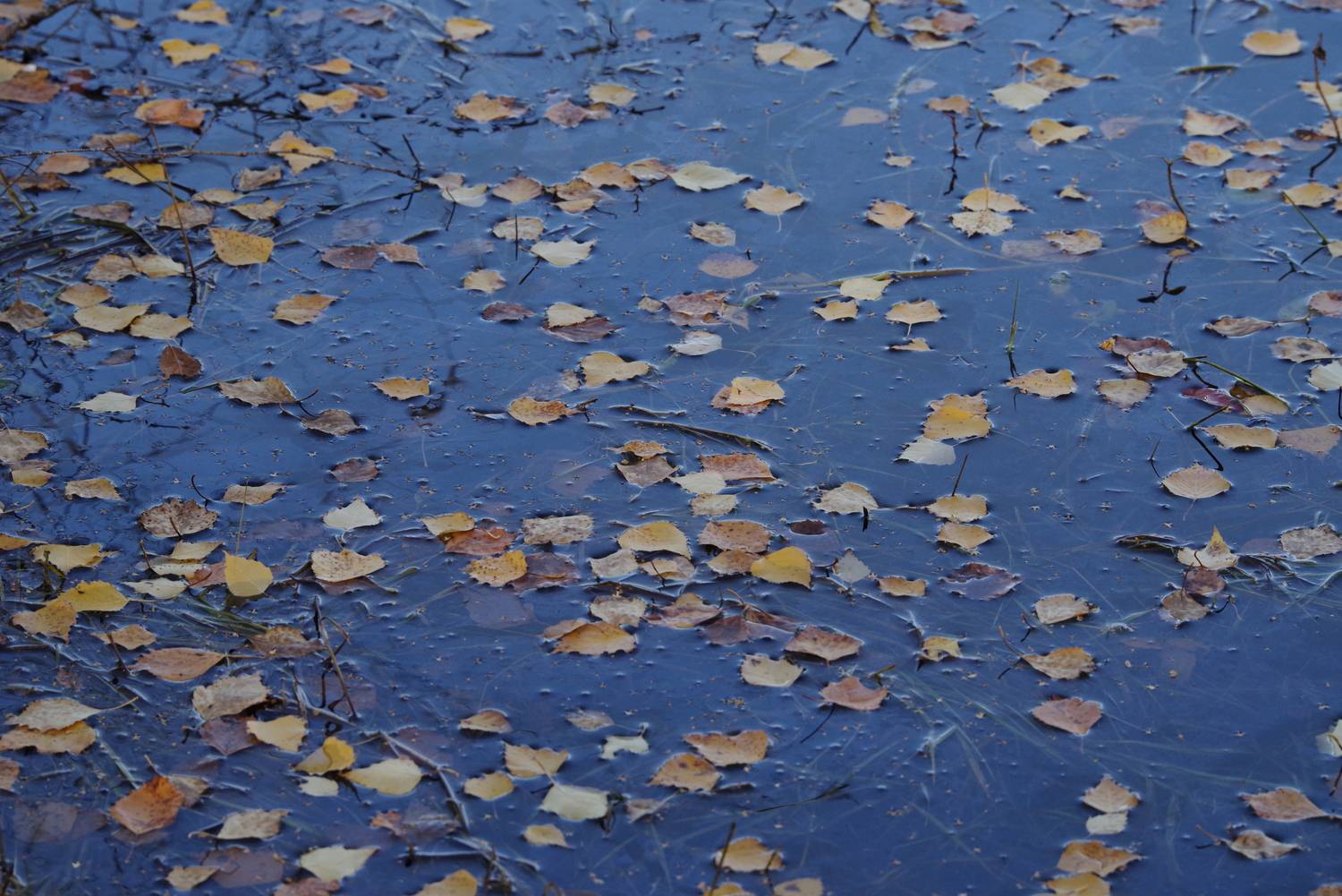 Photo #12719524