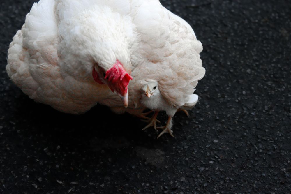 Debaixo de suas asas