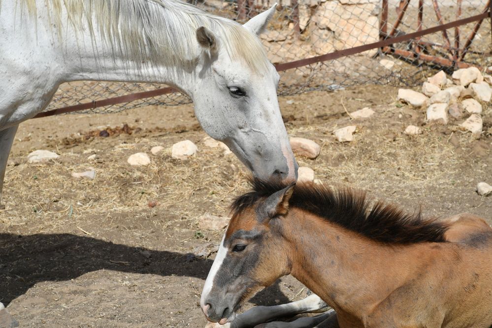 Photograph by Kaouche Mohamed