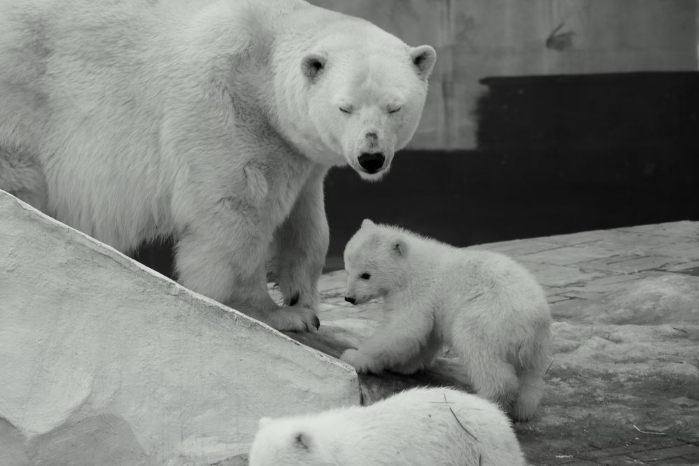 С медвежонком