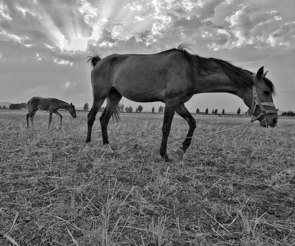 Photograph by Azzeddine Memmou