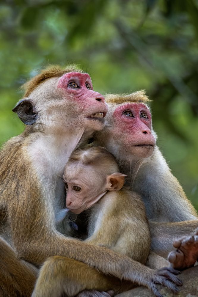 Photograph by Shehan Dondeenu