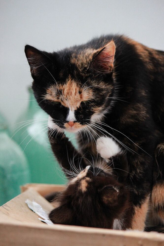 Photograph by Елена Сиднина