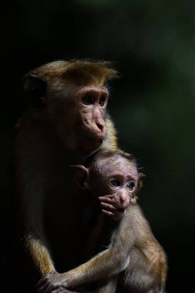 Photograph by Shehan Dondeenu