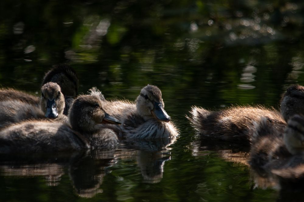 Photograph by Milan Đorđević
