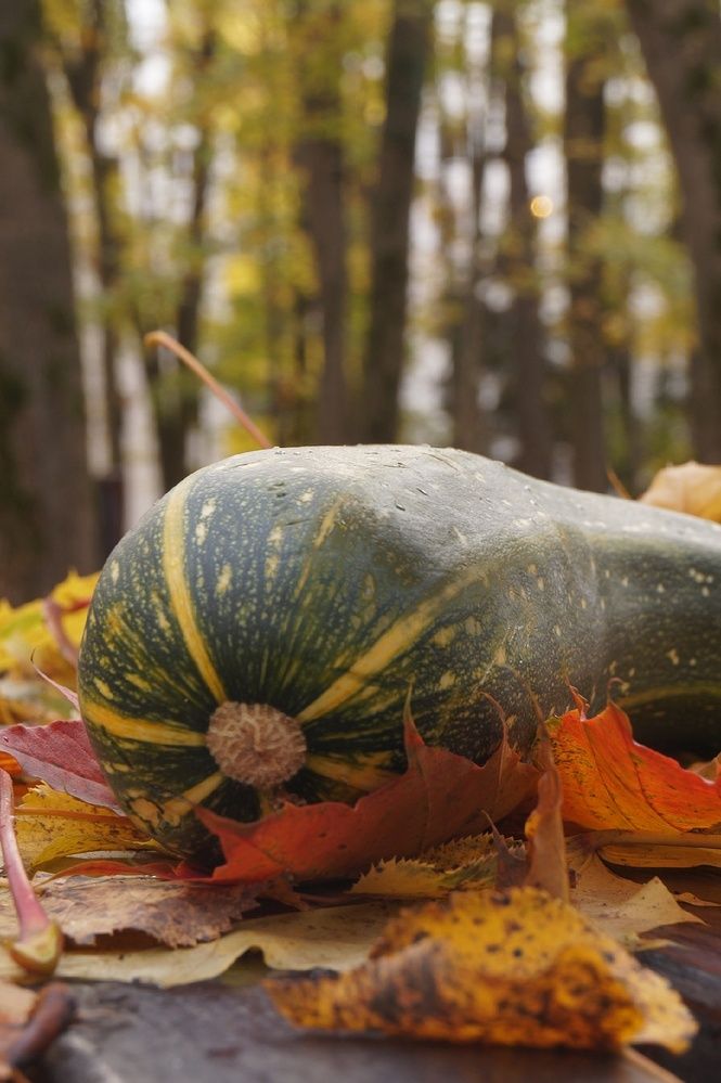 Фотография автора Светлана Васильева