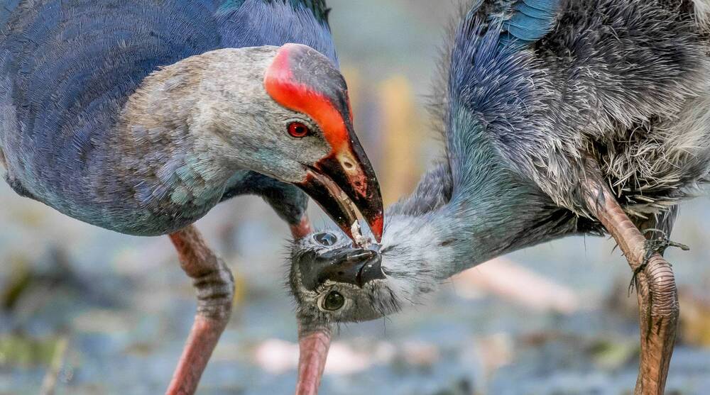 Photograph by Chamara Ranathunga