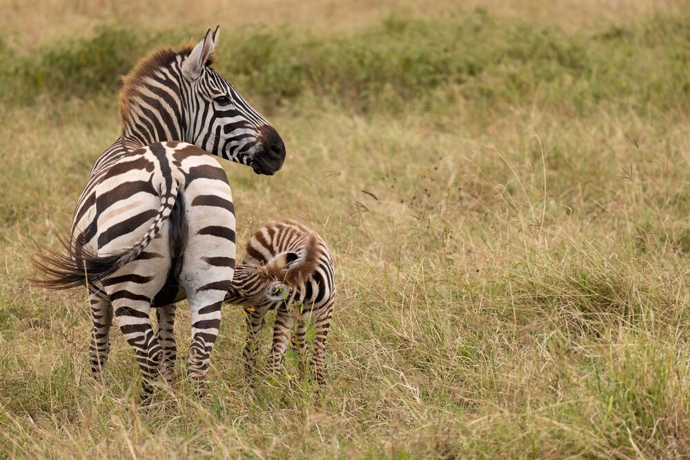 Фотография автора Варвара Дронова