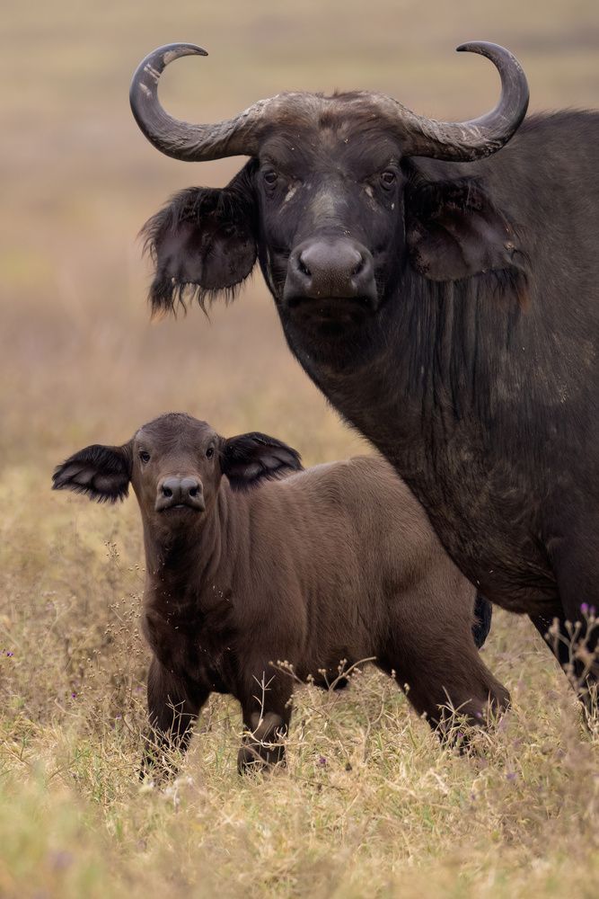 Фотография автора Варвара Дронова