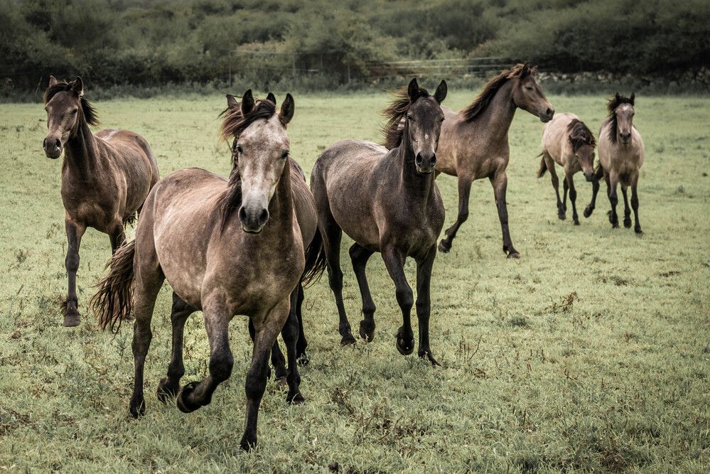 Connemara Ponies