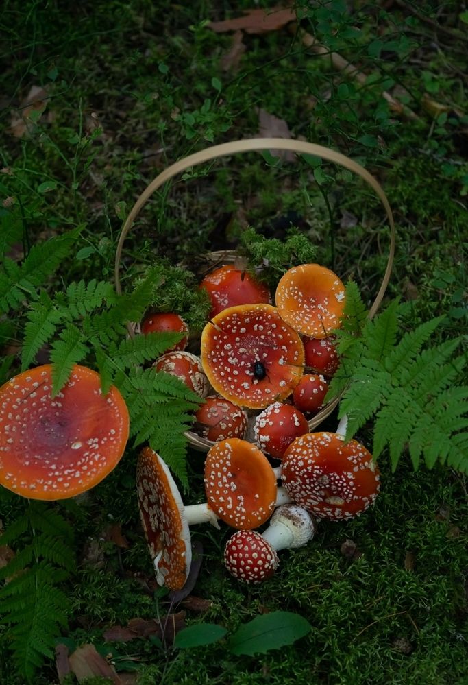 Photograph by Екатерина Одинцова