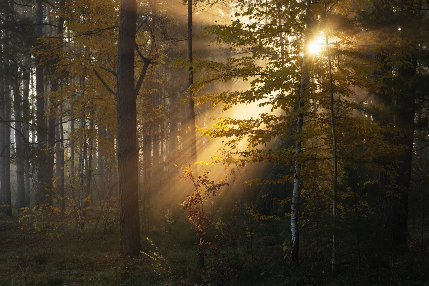 В лесу октябрь