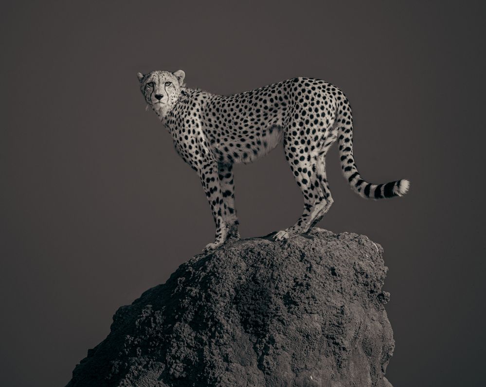 DOTS IN SURVEILLANCE