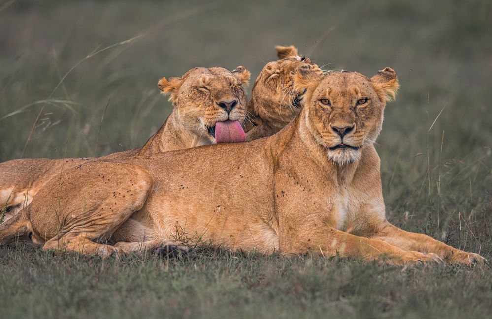 MELTING IN AFFECTION – Sisterhood (Ablutions)