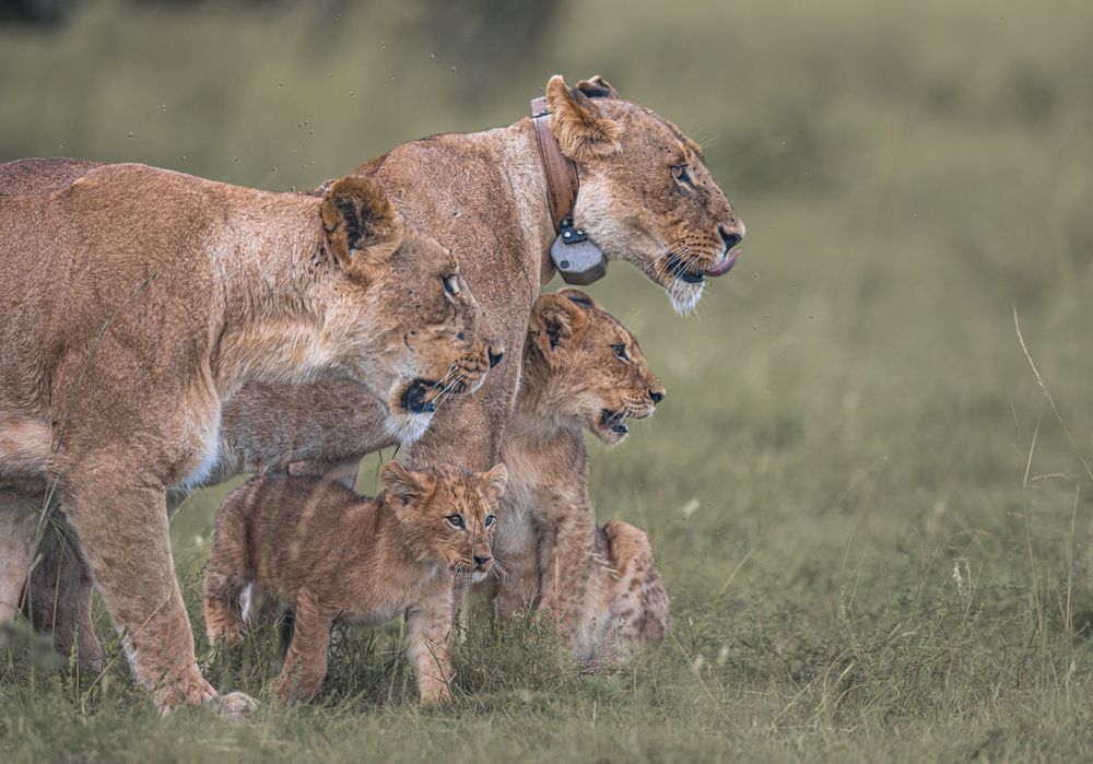 Instincts in alignment