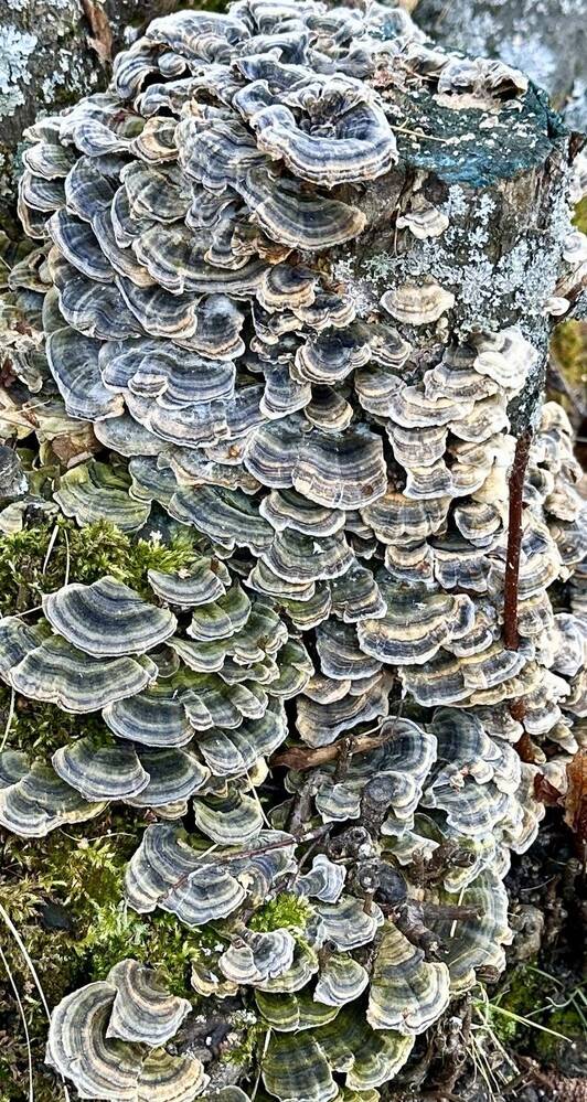 Творение природы