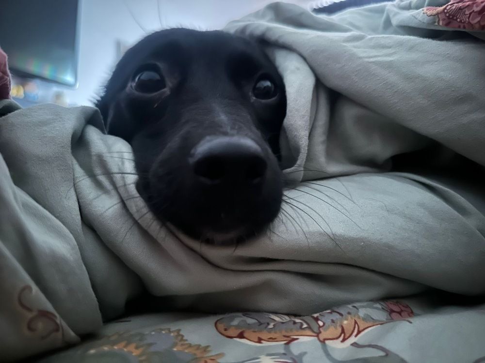 Венди