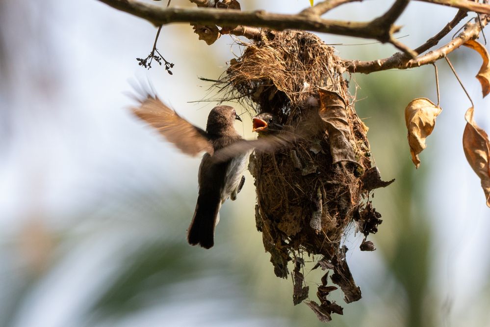 Photograph by Chamara Sulakkhana Polwatta Siriyalage