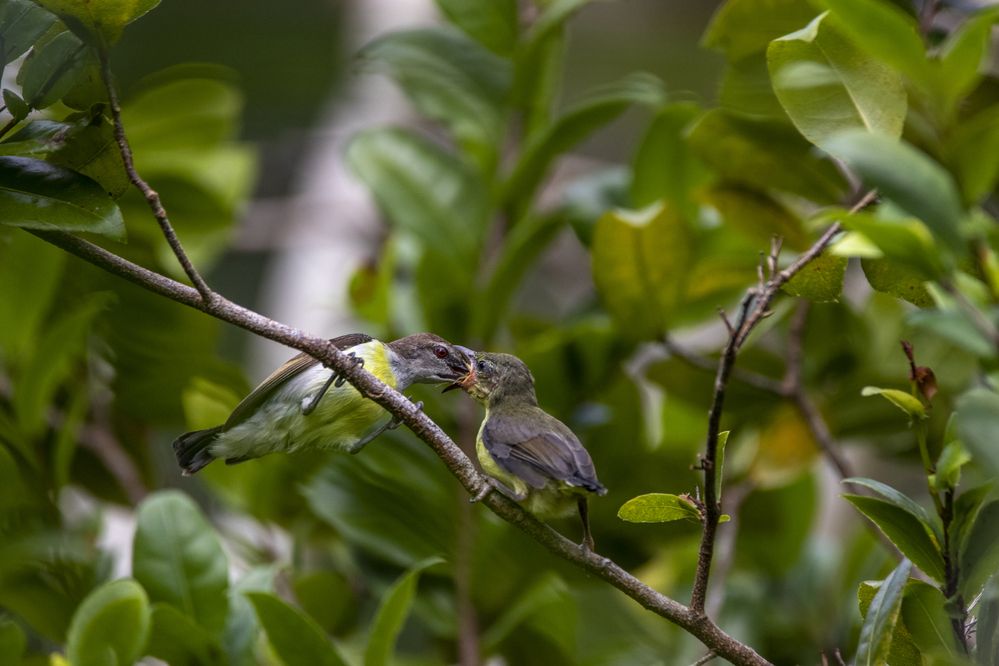 Photograph by Chamara Sulakkhana Polwatta Siriyalage