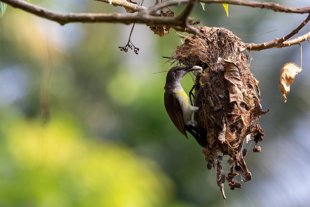 Photograph by Chamara Sulakkhana Polwatta Siriyalage