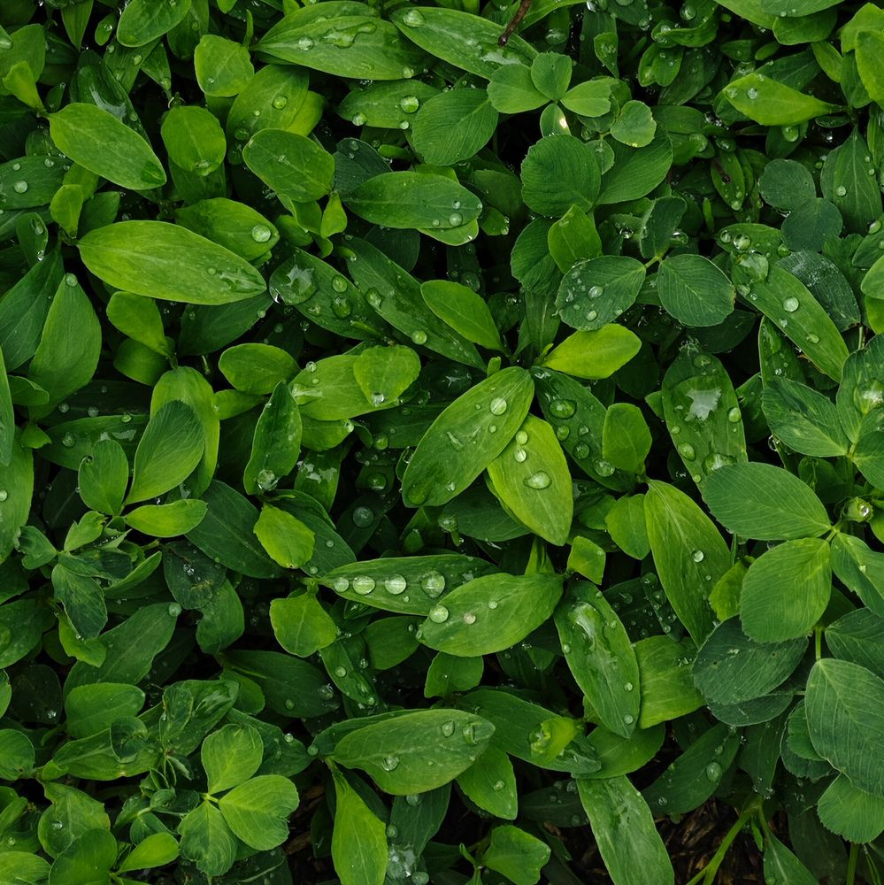 Photograph by Суворова Валентина