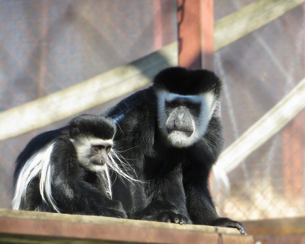 Колобусы: мать и дитя
