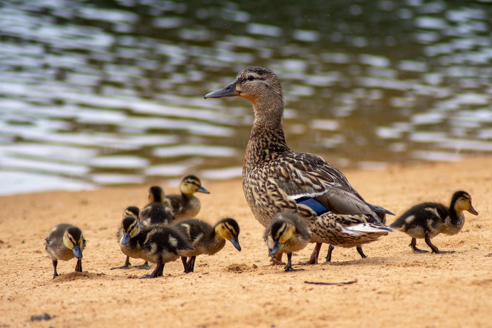 Фотография автора Нина Шкляр